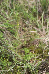 Carex complanata