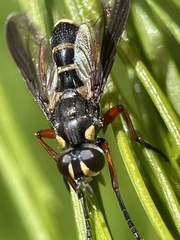 Cylindromyia nigricosta