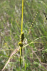 Carex complanata