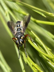 Cylindromyia nigricosta