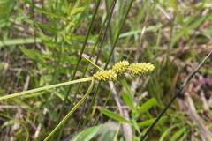 Carex complanata