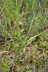 Cyperus echinatus