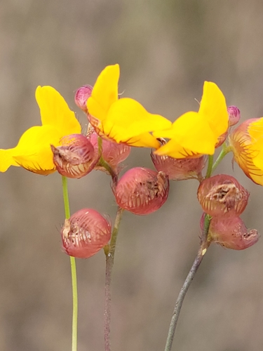 Image of Utricularia simulans by (c) Jay Horn, some rights reserved (CC BY)