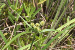 Cyperus echinatus