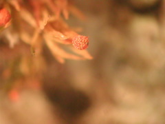 Physarum decipiens