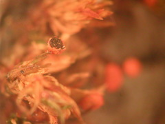 Physarum decipiens
