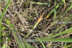 Mononeuria muscorum