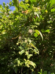 Clematis formosana