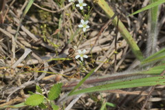 Mononeuria muscorum