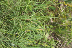 Festuca octoflora octoflora