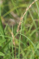 Festuca octoflora octoflora