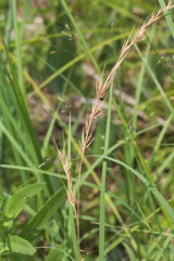Festuca octoflora octoflora