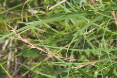 Festuca octoflora octoflora