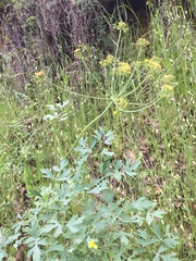 Lomatium californicum