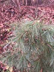 Pinus strobus