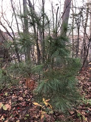 Pinus strobus