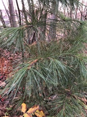 Pinus strobus