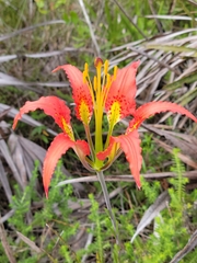 Lilium catesbaei image