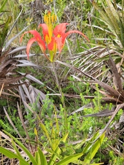 Lilium catesbaei image