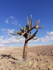 Browningia candelaris