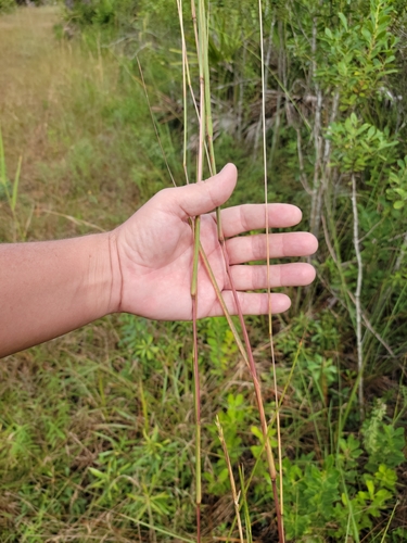 Image of Elionurus tripsacoides by (c) Jay Horn, some rights reserved (CC BY)