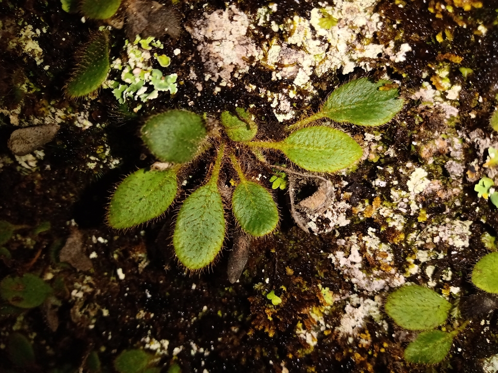 Elaphoglossum piloselloides