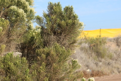 Baccharis sarothroides