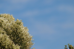 Baccharis sarothroides