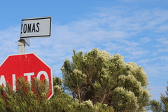 Baccharis sarothroides