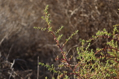 Salsola