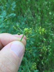 Lomatium californicum