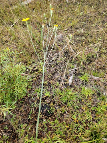 Pityopsis tracyi image