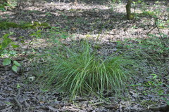 Carex caroliniana