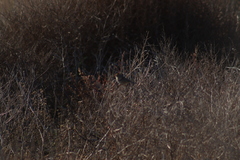 Zonotrichia leucophrys