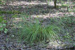Carex caroliniana