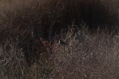 Zonotrichia leucophrys