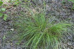 Carex caroliniana