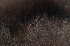 Zonotrichia leucophrys