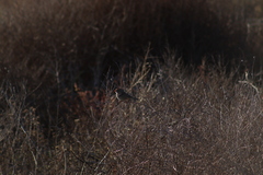 Zonotrichia leucophrys