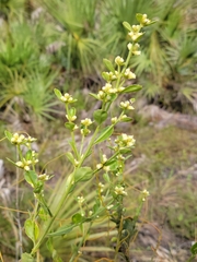 Baccharis glomeruliflora image