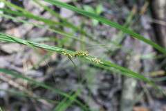 Carex caroliniana