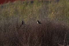 Zonotrichia leucophrys