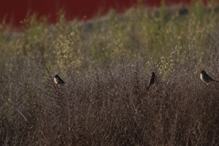 Zonotrichia leucophrys
