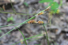 Carex caroliniana