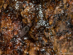 Aulacigaster neoleucopeza