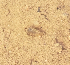 Leptestheria compleximanus