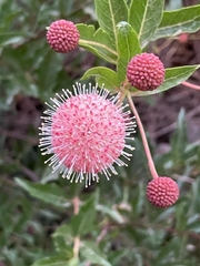 Cephalanthus