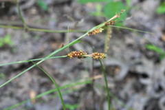 Carex caroliniana