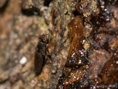 Aulacigaster neoleucopeza