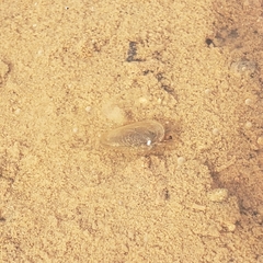 Leptestheria compleximanus